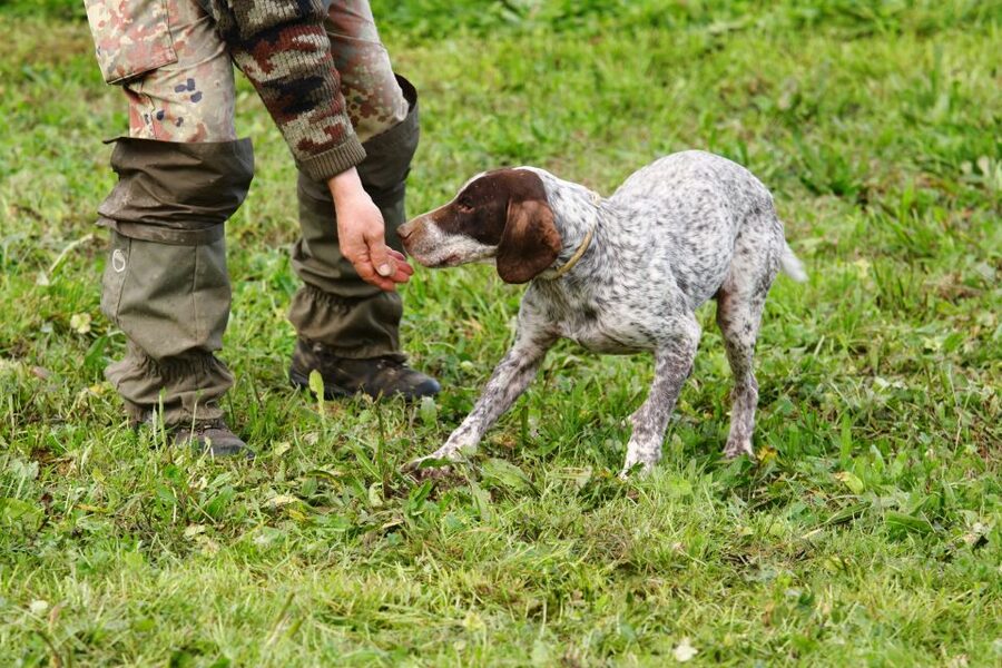 Alba: Truffle Hunting with Cheese, Truffle, & Wine Tastings - Key Things That Make This Tour Worth Your Time