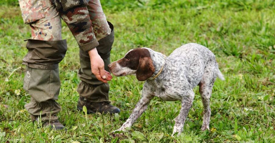 Alba: Truffle Hunting with Cheese, Truffle, & Wine Tastings - Truffle Woods Near Alba: Elio, Dogs, and the Real Rhythm of Finding