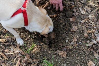 Alba: Truffle Hunting with Cheese, Truffle, & Wine Tastings - How Truffles Grow in Low Piedmont: White vs Black, Without the Mystery