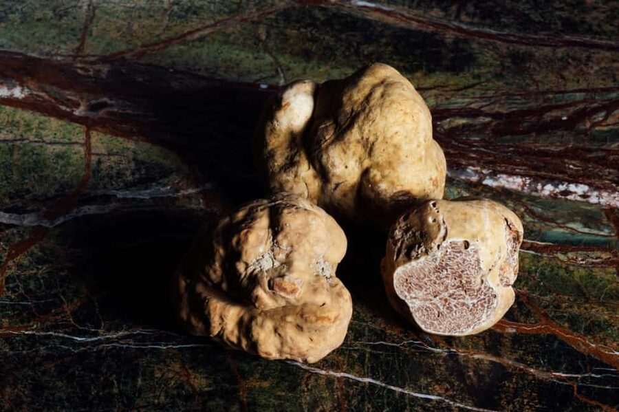 Alba: Truffle Hunting with Cheese, Truffle, & Wine Tastings - Should You Book Alba Truffle Hunting With Cheese, Truffle, and Wine Tastings?