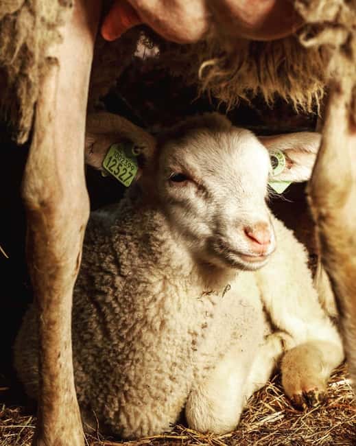Amsterdam: E-Bike, Cheese, Windmill & Countryside Tour - The farm visit: cows, sheep, lambs, and cheese made where you taste it