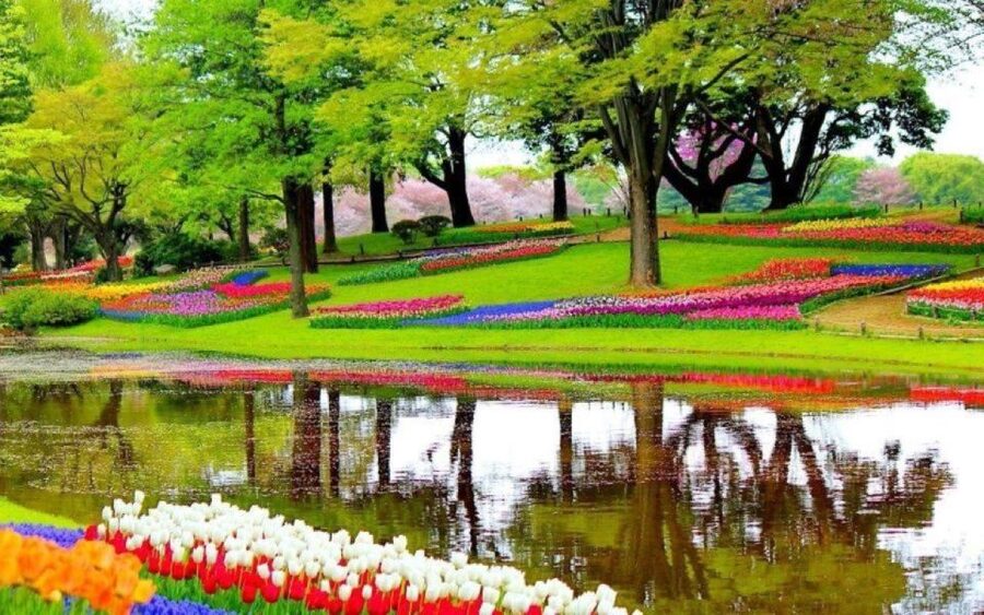Amsterdam: Private tour Tulips, Keukenhof, Windmill & Cheese - Keukenhof in Lisse: 32 hectares, weekly exhibits, and optional whisper-boat time