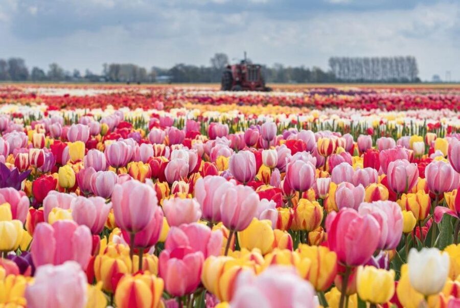 Amsterdam: Private tour Tulips, Keukenhof, Windmill & Cheese - Tulip Experience Amsterdam: museum context, bulb fields, and plucking your own