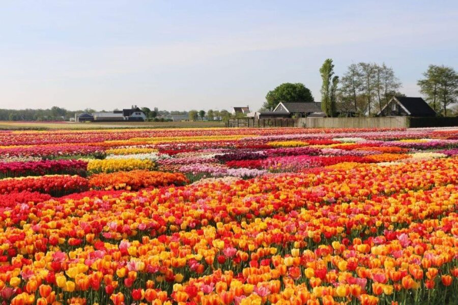 Amsterdam: Private tour Tulips, Keukenhof, Windmill & Cheese - Zaanse Schans: windmills with jobs, wooden houses, and cheese tasting