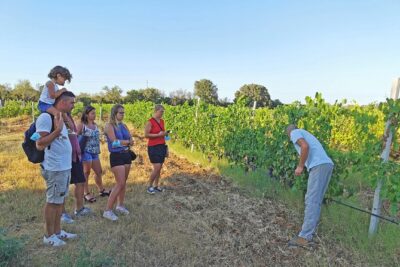 Archeology, visit to a vineyard and wine and pecorino cheese tasting - Su Barone wetlands: birdlife, reed ponds, and the clams detail