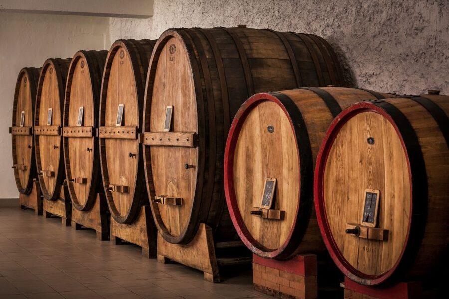 Assisi: Organic Wine and Cheese Tasting - Vineyard walk: 50-year-old vines, olive groves, and valley views