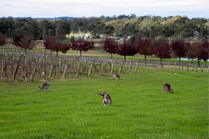 Award-Winning Hunter Valley Wine & Cheese Tour from Sydney - Stop 2: Pokolbin Lunch With Hot and Cold Options + a Glass of Wine