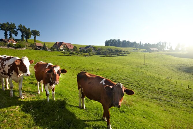 Bern Small-Group Day Trip from Zurich Including Cheese Tasting - Price, timing, and value: what $245.05 buys you