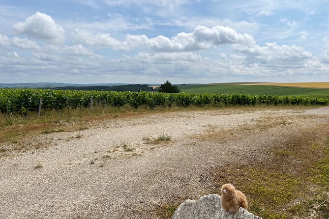 Burgundy Wine & Cheese Tasting Private Day Trip 15 glasses - Transportation, timing, and the real value of this price