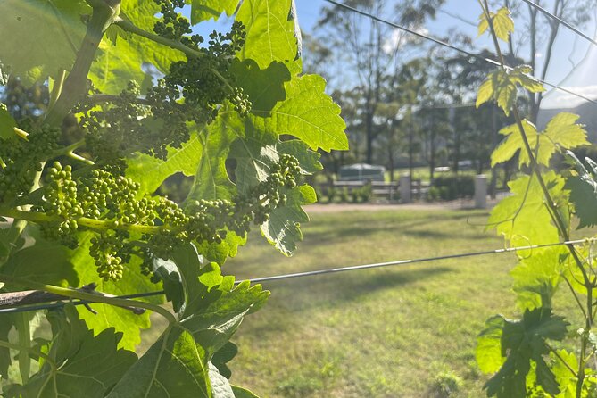 Cael’s Gate Wine and Cheese Tasting in Hunter Valley - Price and value: Why $17.93 can actually feel fair