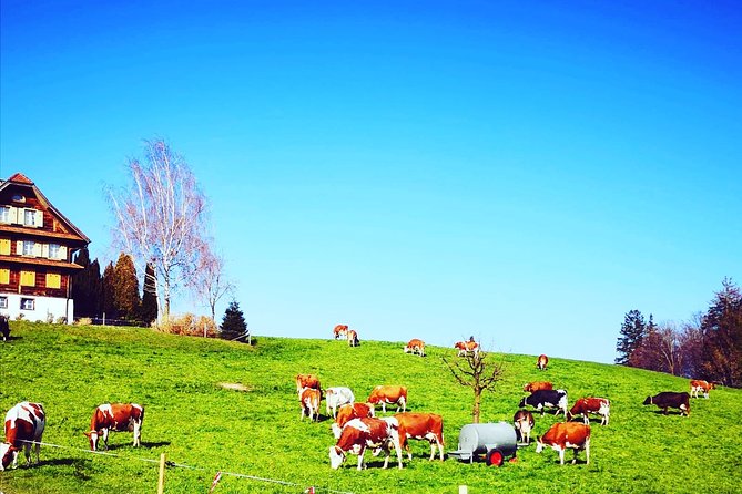 Cheese, Chocolate and Wine in the Bern Region from Luzern - Price and what you’re really buying at $954.73 per person