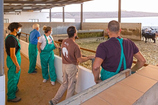 Cheese Making Workshop in Fuerteventura with Breakfast - Majorero cheese at a working farm: why this feels real