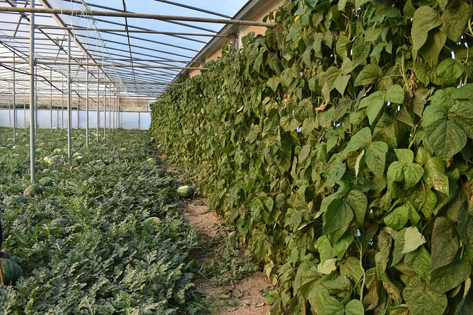 Cretan Farm Tour with Cheese-Making, Olive Oil Tasting & Picnic - Weather and practical tips that help you enjoy the day