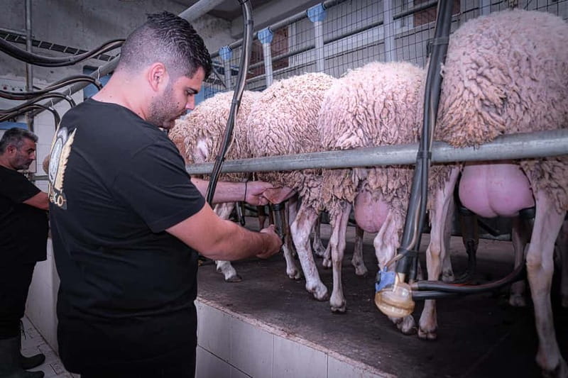 Crete: Farm Visit with Cheese Tasting and Milking Experience - A 1.5-hour Crete farm program that feels real