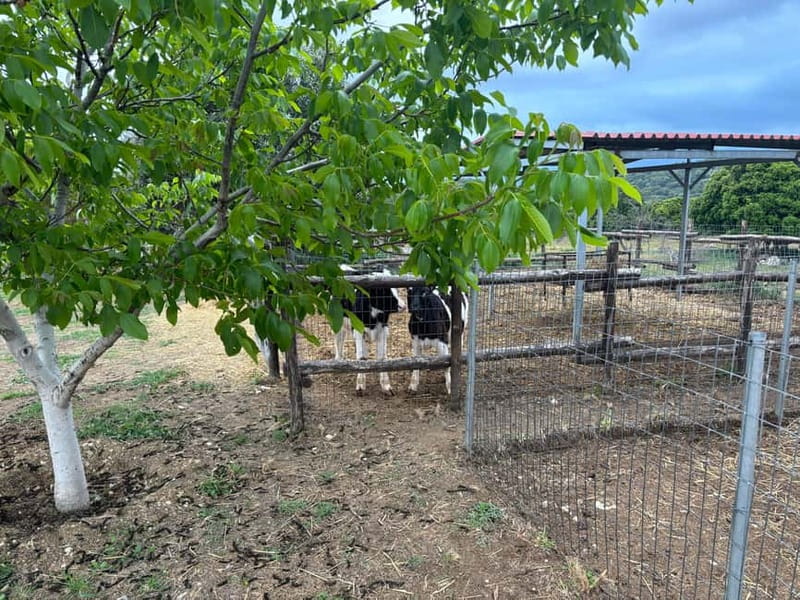 Crete: Farm Visit with Cheese Tasting and Milking Experience - Cheese-making: from fresh milk to a Cretan table
