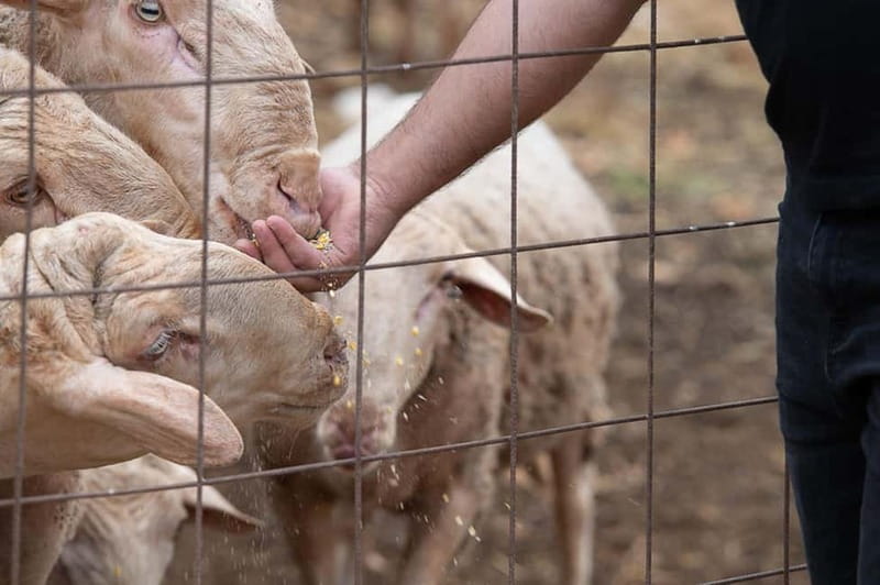 Crete: Farm Visit with Cheese Tasting and Milking Experience - The playground factor: why families enjoy this so much