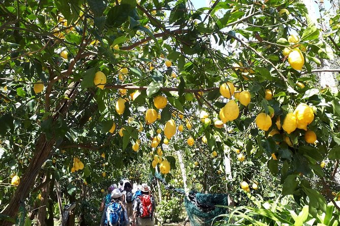 DISCOVER SORRENTO, food &Walking tour . Lemons-cheese&olive oil - Limoncello and the Lemon Grove: Turning a Bottle Into a Story
