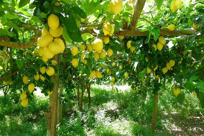 Discover Sorrento with food tasting and walking Tour - The limoncello factory stop: what to notice in the glass