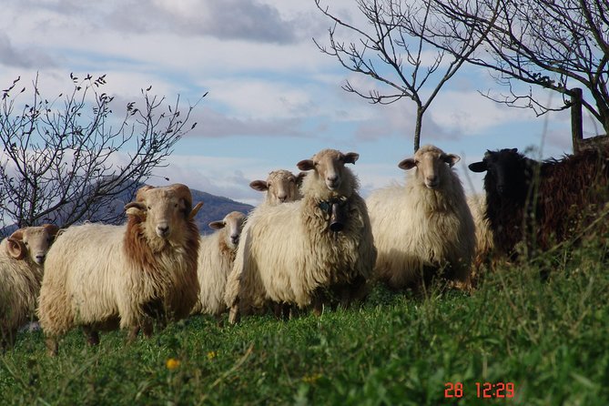 Discover the Art of Idiazabal Cheese in the Basque Country - Inside the Idiazabal DO Farm Visit: Learn the Process, Meet the People
