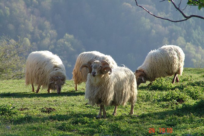 Discover the Art of Idiazabal Cheese in the Basque Country - Cider and Cheese Tasting: A Practical Pairing for Food Lovers