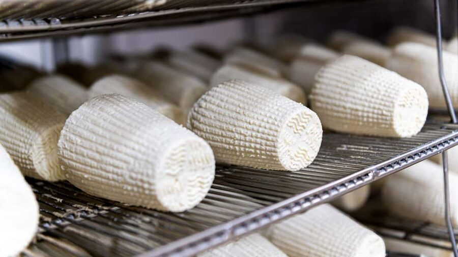 Dolianova: visit and workshop in a cheese factory - The guided factory visit: seeing pecorino and caprino made for real