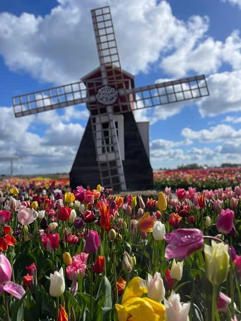 Dutch Countryside: , windmills, Villages, Cheese & Clogs - Key Moments You’ll Remember