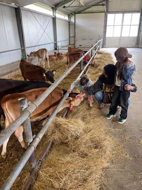 Dutch Countryside: , windmills, Villages, Cheese & Clogs - Katwoude Cheese Farm: Tasting Plus a Modern Milking Robot