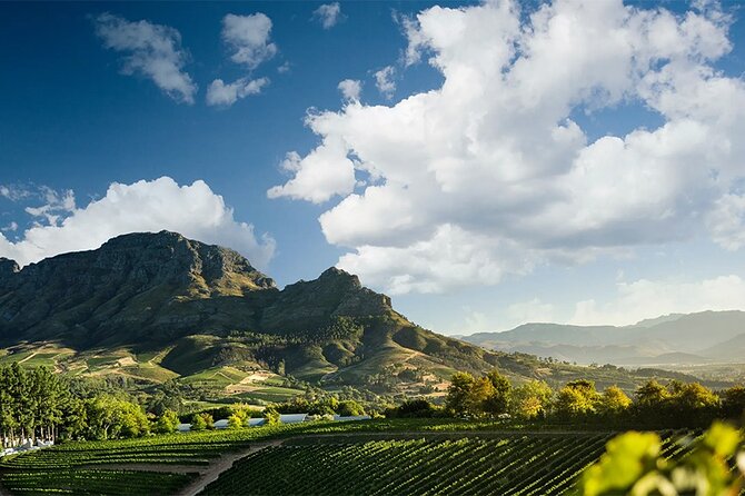 Experience 16 Wine Tasting & 6 Cheese Pairing across 3 Vineyards - Why this Cape Town wine day feels efficient (and fun)