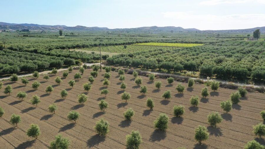 Farm Tour with Cheese-Making, Olive Oil Tasting & Picnic - Olive Groves Walk: From Cultivation to Harvest in Plain Human Terms