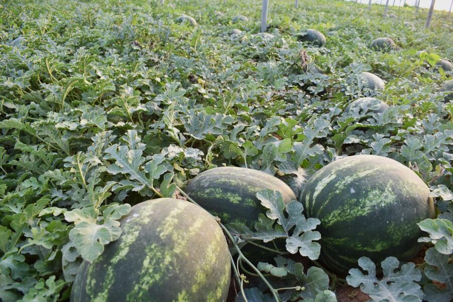 Farm Tour with Cheese-Making, Olive Oil Tasting & Picnic - Price and Value: Does $60 Make Sense for This Much Food and Learning?