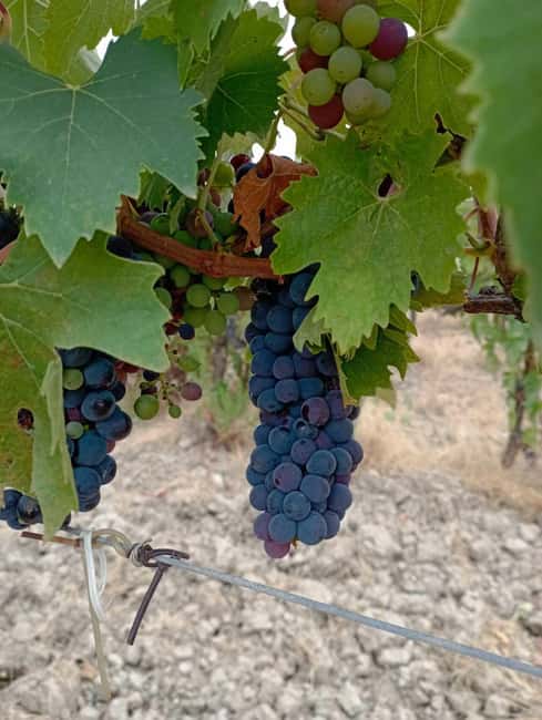 Florence: Secret of Wine and Cheese in a Winery - The tasting setup: 10 Tuscan-style organic wines