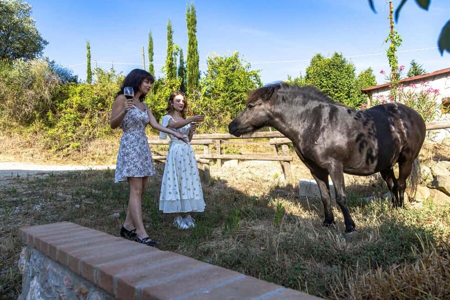 Florence: The secret of wine, cheese and olive oil at a farm - Key things to know before you go