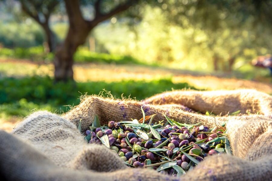 From Athens: Wine, Oil, & Cheese Tasting in Nemea & Argolis - A 13-hour Athens loop for food lovers and archaeology fans
