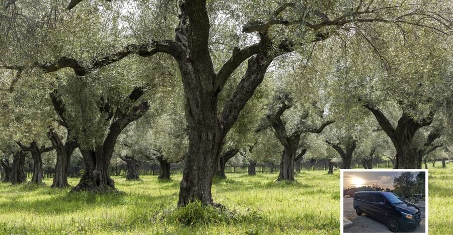 From Athens: Wine, Oil, & Cheese Tasting in Nemea & Argolis - Ancient Epidaurus cheese factory: learn the process, then taste it