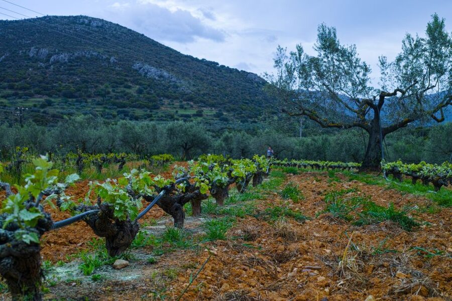 From Athens: Wine, Oil, & Cheese Tasting in Nemea & Argolis - Olive mill in the Epidaurus area: wintertime oil plus a real snack