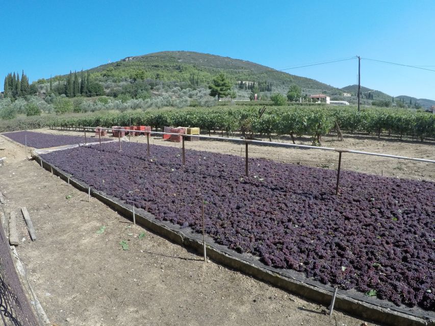From Athens: Wine, Oil, & Cheese Tasting in Nemea & Argolis - Epidaurus Theatre and the Asclepion: drama meets medicine