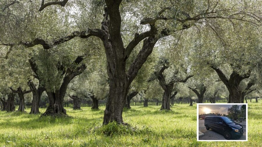 From Athens: Wine, Oil, & Cheese Tasting in Nemea & Argolis - Nemea wine country: a winery visit in Greece’s top wine region