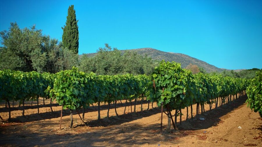 From Athens: Wine, Oil, & Cheese Tasting in Nemea & Argolis - Price and value: what $483 per group really covers