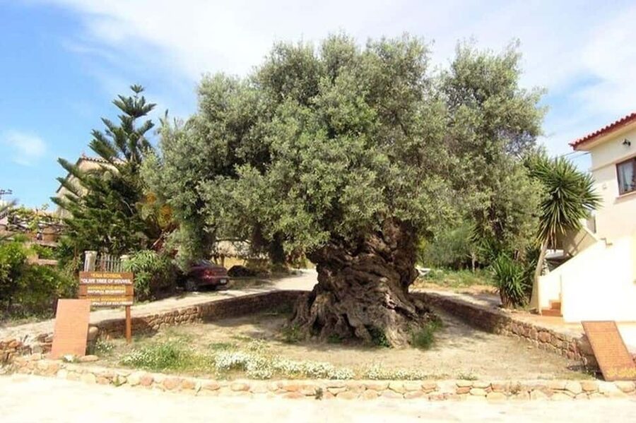 From Chania: Olive Oil, Wine, Cheese & Honey Tasting Tour - The Family Bakery Stop: Rusks, Bread, and Savory Pastries