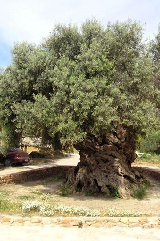 From Chania: Olive Oil, Wine, Cheese & Honey Tasting Tour - Price and Logistics: What Your $49 Buys (and What It Costs You)