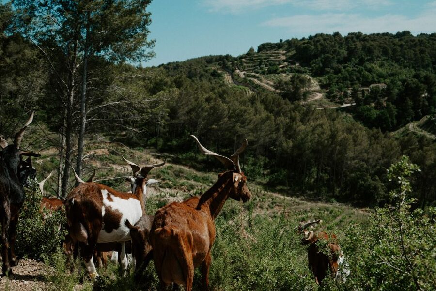 From Marseille: Aix en Provence Wine and Cheese Tour - What to bring (and what to think about before you go)