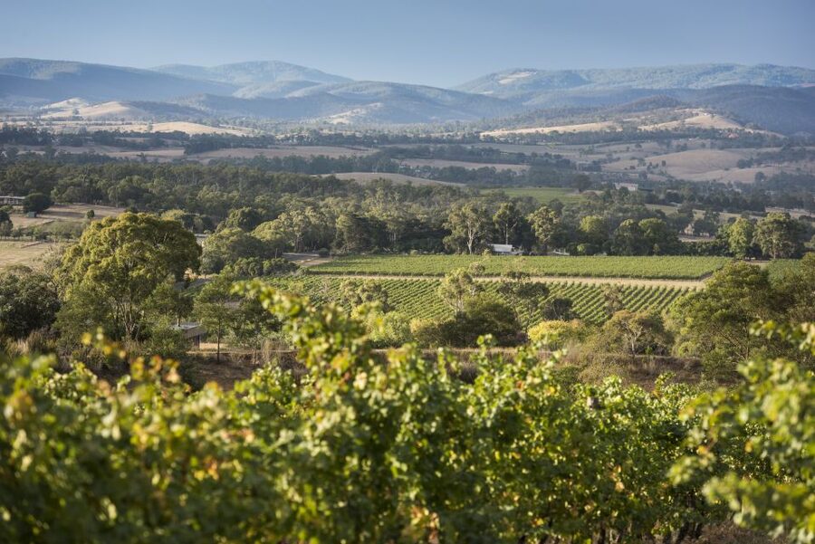 From Melbourne: Yarra Valley Chandon Cheese & Kangaroos Tour - Chandon Australia: Chasing bubbles with panoramic views