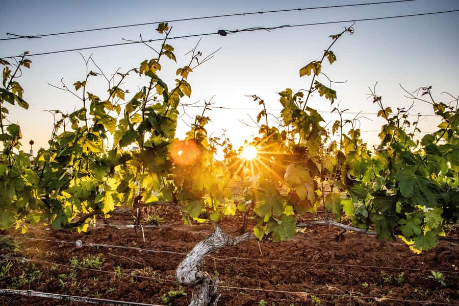 From Melbourne: Yarra Valley Chandon Cheese & Kangaroos Tour - The sunset Kangaroo Encounter: bushland viewing with a real payoff