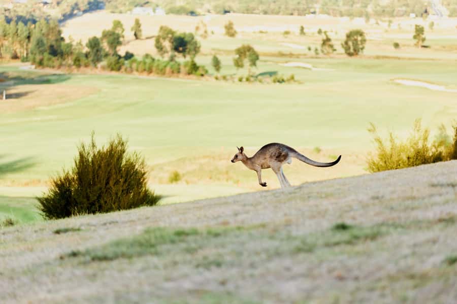 From Melbourne: Yarra Valley Chandon Cheese & Kangaroos Tour - The Melbourne pickup: where you meet and how not to lose time