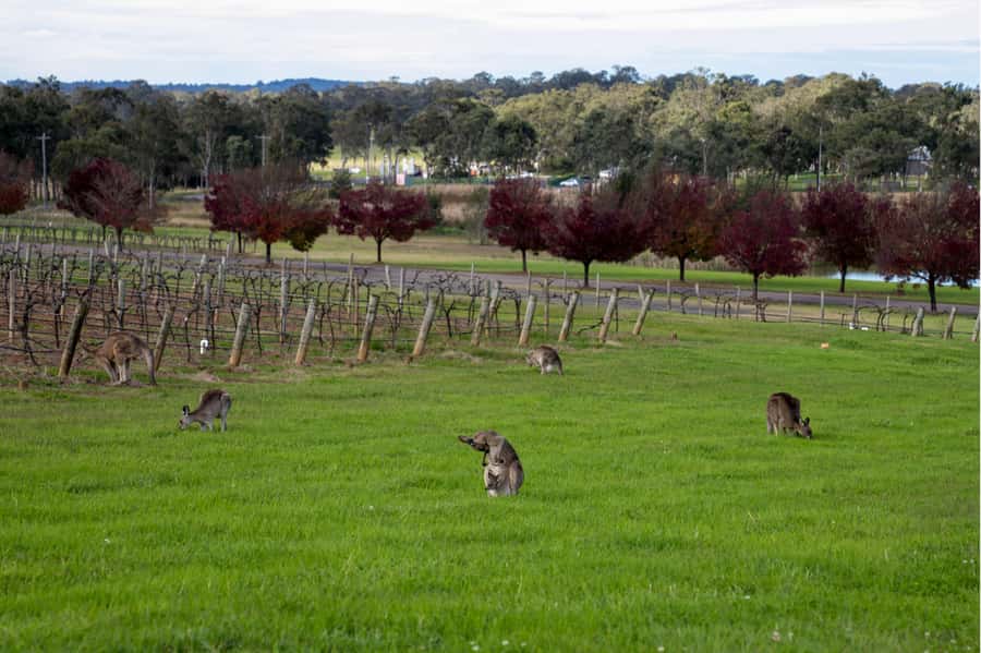From Sydney: Award-Winning Hunter Valley Wine & Cheese Tour - Price and value: what $166 covers in a 10-hour day