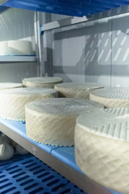 Fuerteventura Goat Cheese Workshop with Transfer from the South - Price and Value: Why $92 Can Make Sense Here