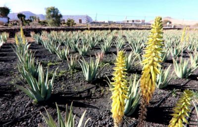 Fuerteventura: Small-Group Island Tour with Cheese Tasting - Aloe vera farm: more than a photo stop