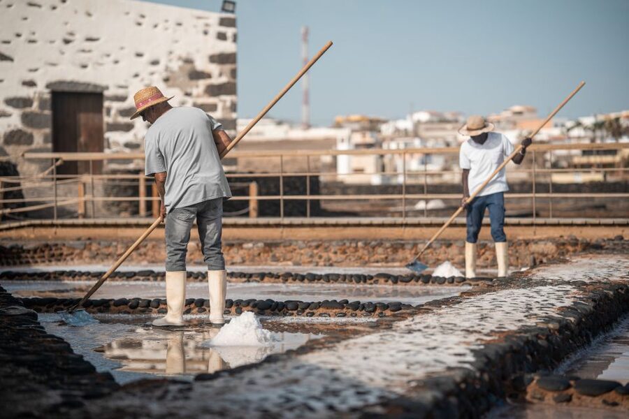 Fuerteventura: Tickets to Salt, Cheese and Windmill Museums - Museo del Queso Majorero: Majorero goat cheese and the windmill link