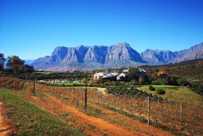 Full-Day Chocolate, Cheese, Olive and Wine Tour from Stellenbosch - A full-day Cape Winelands plan that doesn’t require babysitting