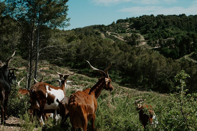 Full-Day Wine and Cheese Tour around Aix-en-Provence from Marseille - Aix-en-Provence on Your Own for 1h45 Lunch Time